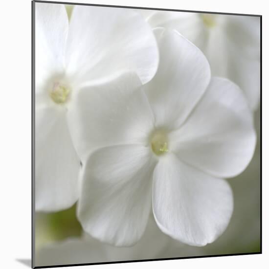 White Phlox-Anna Miller-Mounted Photographic Print