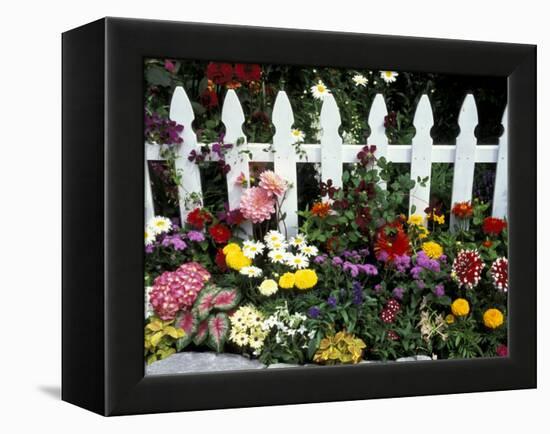 White Picket Fence and Flowers, Sammamish, Washington, USA-Darrell Gulin-Framed Premier Image Canvas