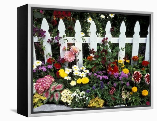 White Picket Fence and Flowers, Sammamish, Washington, USA-Darrell Gulin-Framed Premier Image Canvas