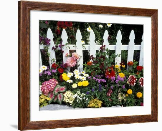 White Picket Fence and Flowers, Sammamish, Washington, USA-Darrell Gulin-Framed Photographic Print