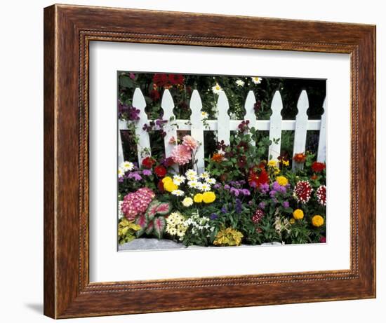 White Picket Fence and Flowers, Sammamish, Washington, USA-Darrell Gulin-Framed Photographic Print