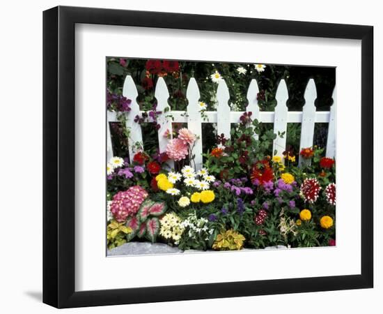 White Picket Fence and Flowers, Sammamish, Washington, USA-Darrell Gulin-Framed Photographic Print