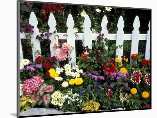 White Picket Fence and Flowers, Sammamish, Washington, USA-Darrell Gulin-Mounted Photographic Print