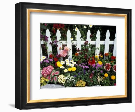 White Picket Fence and Flowers, Sammamish, Washington, USA-Darrell Gulin-Framed Photographic Print