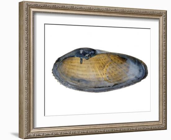 White Piddock Shell, Inside, Belgium-Philippe Clement-Framed Photographic Print