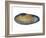 White Piddock Shell, Inside, Belgium-Philippe Clement-Framed Photographic Print