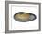 White Piddock Shell, Inside, Belgium-Philippe Clement-Framed Photographic Print