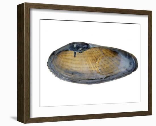 White Piddock Shell, Inside, Belgium-Philippe Clement-Framed Photographic Print