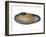 White Piddock Shell, Inside, Belgium-Philippe Clement-Framed Photographic Print