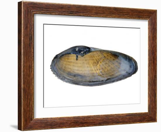 White Piddock Shell, Inside, Belgium-Philippe Clement-Framed Photographic Print