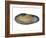 White Piddock Shell, Inside, Belgium-Philippe Clement-Framed Photographic Print