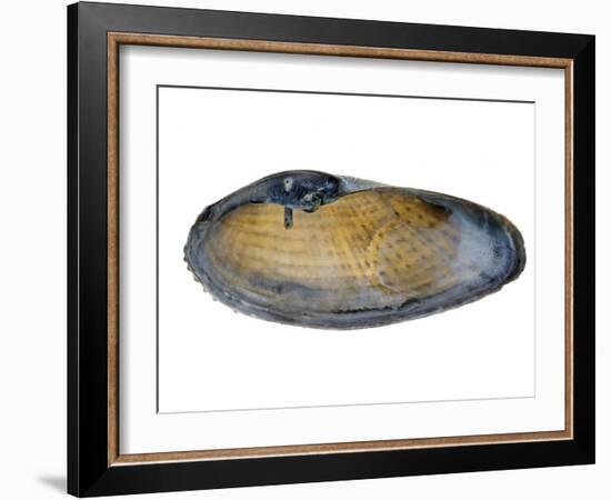 White Piddock Shell, Inside, Belgium-Philippe Clement-Framed Photographic Print