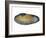 White Piddock Shell, Inside, Belgium-Philippe Clement-Framed Photographic Print