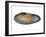 White Piddock Shell, Inside, Belgium-Philippe Clement-Framed Photographic Print