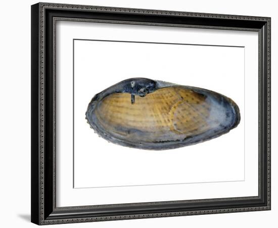 White Piddock Shell, Inside, Belgium-Philippe Clement-Framed Photographic Print