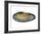 White Piddock Shell, Inside, Belgium-Philippe Clement-Framed Photographic Print