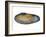 White Piddock Shell, Inside, Belgium-Philippe Clement-Framed Photographic Print