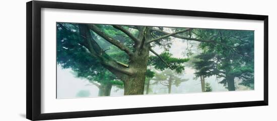 White pine trees, Wisconsin, USA-null-Framed Photographic Print