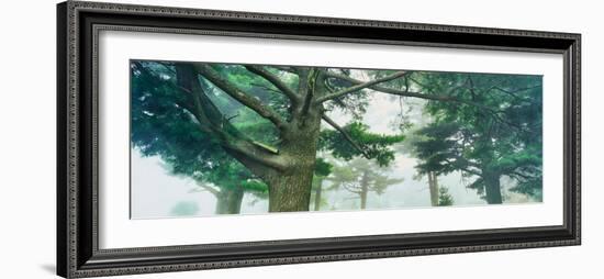 White pine trees, Wisconsin, USA-null-Framed Photographic Print