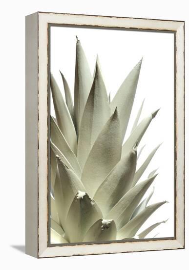 White Pineapple-Neal Grundy-Framed Premier Image Canvas