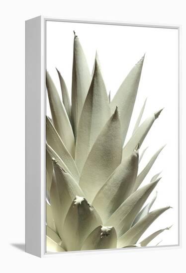 White Pineapple-Neal Grundy-Framed Premier Image Canvas