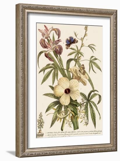 White, Pink and Blue-Georg Dionysius Ehret-Framed Giclee Print