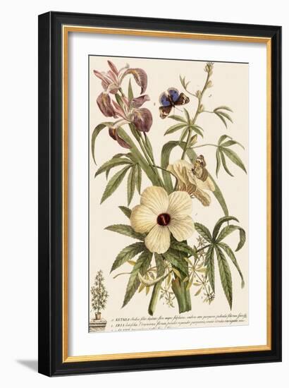 White, Pink and Blue-Georg Dionysius Ehret-Framed Giclee Print