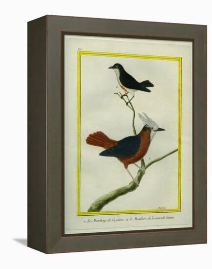 White-Plumed Antbird And-Georges-Louis Buffon-Framed Premier Image Canvas