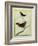 White-Plumed Antbird And-Georges-Louis Buffon-Framed Giclee Print