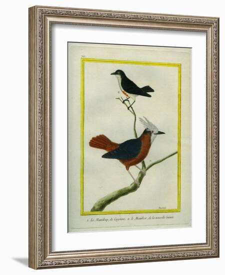 White-Plumed Antbird And-Georges-Louis Buffon-Framed Giclee Print