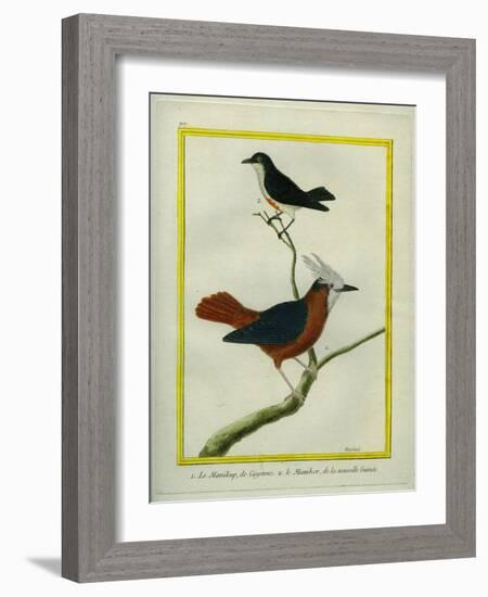 White-Plumed Antbird And-Georges-Louis Buffon-Framed Giclee Print