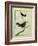 White-Plumed Antbird And-Georges-Louis Buffon-Framed Giclee Print