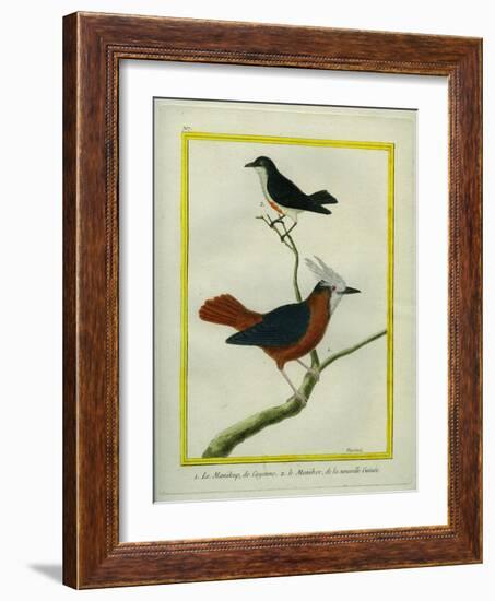 White-Plumed Antbird And-Georges-Louis Buffon-Framed Giclee Print