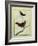 White-Plumed Antbird And-Georges-Louis Buffon-Framed Giclee Print