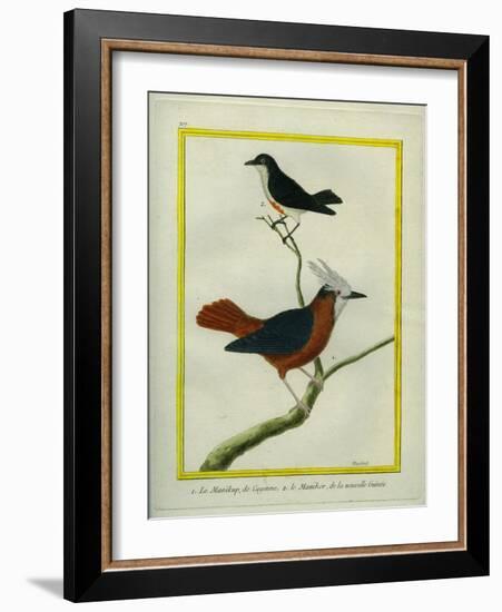 White-Plumed Antbird And-Georges-Louis Buffon-Framed Giclee Print