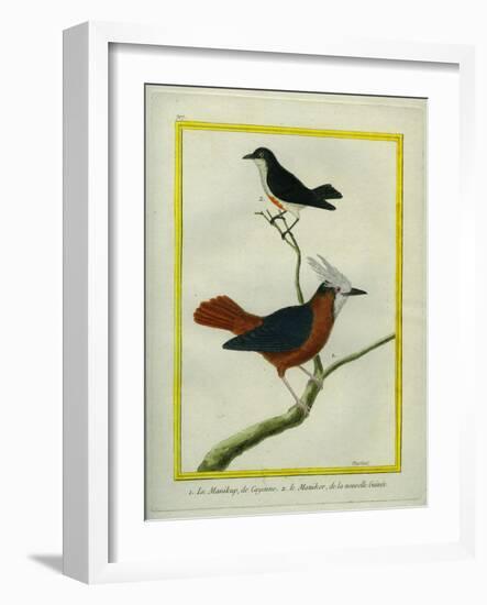 White-Plumed Antbird And-Georges-Louis Buffon-Framed Giclee Print