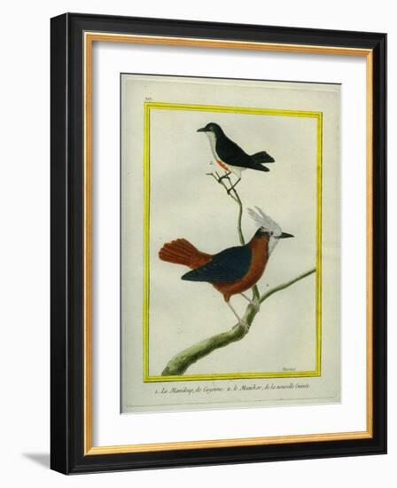 White-Plumed Antbird And-Georges-Louis Buffon-Framed Giclee Print