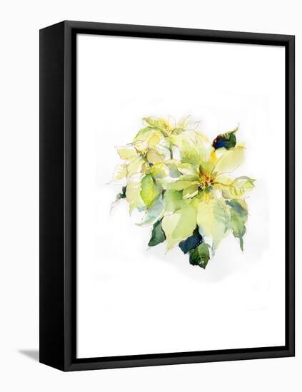 White Poinsettia, 2014-John Keeling-Framed Premier Image Canvas