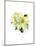 White Poinsettia, 2014-John Keeling-Mounted Giclee Print