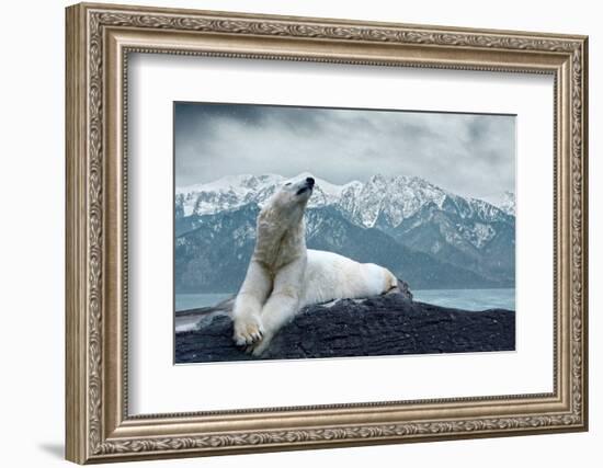 White Polar Bear on the Ice-yuran-78-Framed Photographic Print