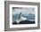 White Polar Bear on the Ice-yuran-78-Framed Photographic Print