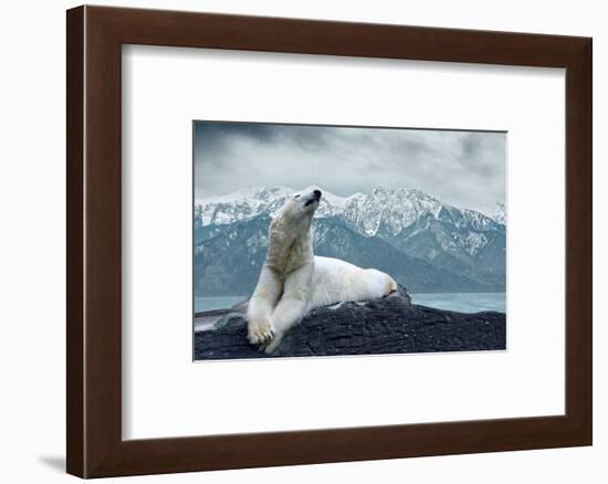 White Polar Bear on the Ice-yuran-78-Framed Photographic Print