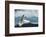 White Polar Bear on the Ice-yuran-78-Framed Photographic Print