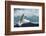 White Polar Bear on the Ice-yuran-78-Framed Photographic Print