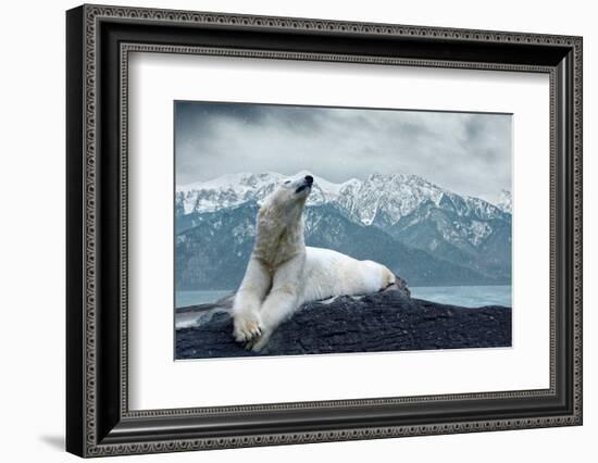 White Polar Bear on the Ice-yuran-78-Framed Photographic Print