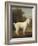 White Poodle in a Punt, 1780-George Stubbs-Framed Art Print