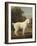 White Poodle in a Punt, 1780-George Stubbs-Framed Art Print