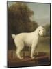 White Poodle in a Punt, by George Stubbs, 1780, British painting,-George Stubbs-Mounted Art Print