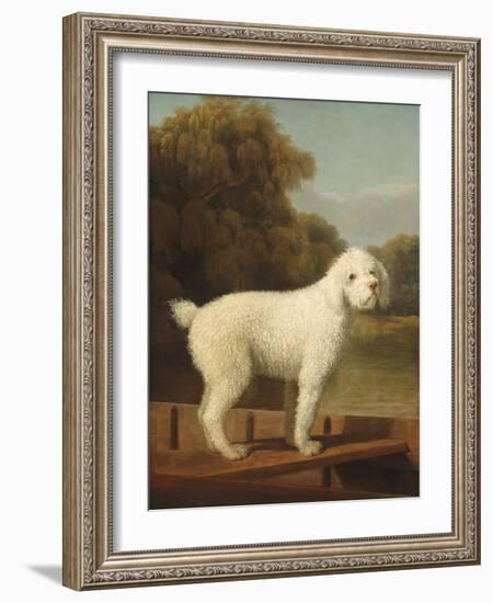 White Poodle in a Punt, C.1780 (Oil on Canvas)-George Stubbs-Framed Giclee Print