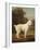 White Poodle in a Punt, C.1780 (Oil on Canvas)-George Stubbs-Framed Giclee Print